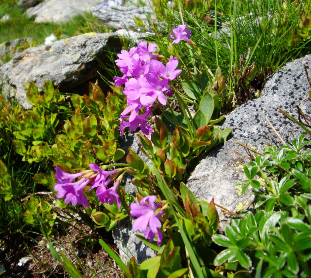 Primula cfr. pedemontana